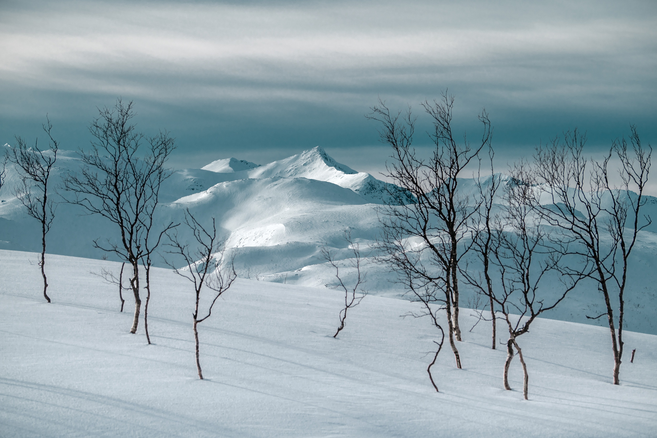 bare-trees-in-a-snowy-landscape.jpeg