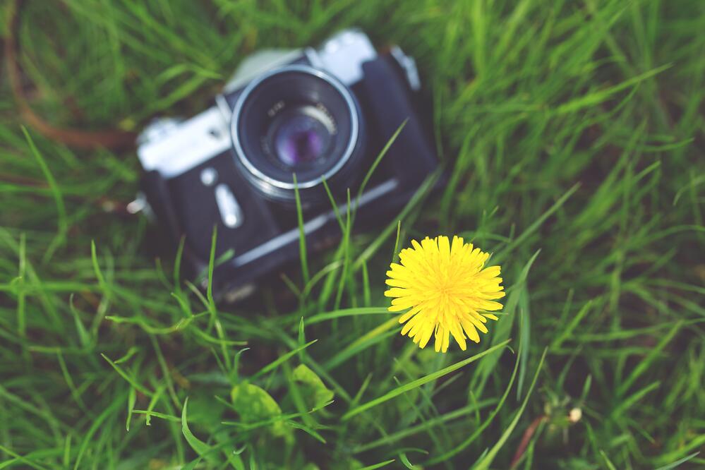 camera-flower-grass-6473.jpeg