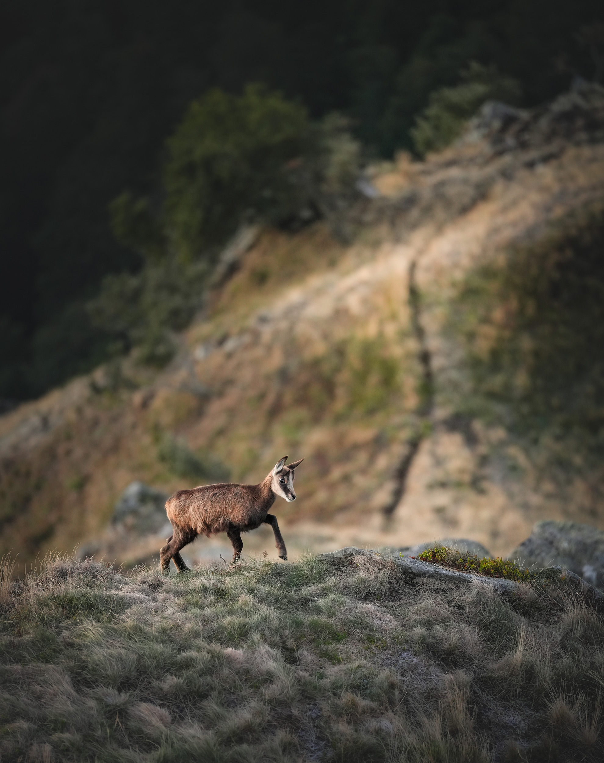 a-baby-deer-alone-on-a-hillside.jpg
