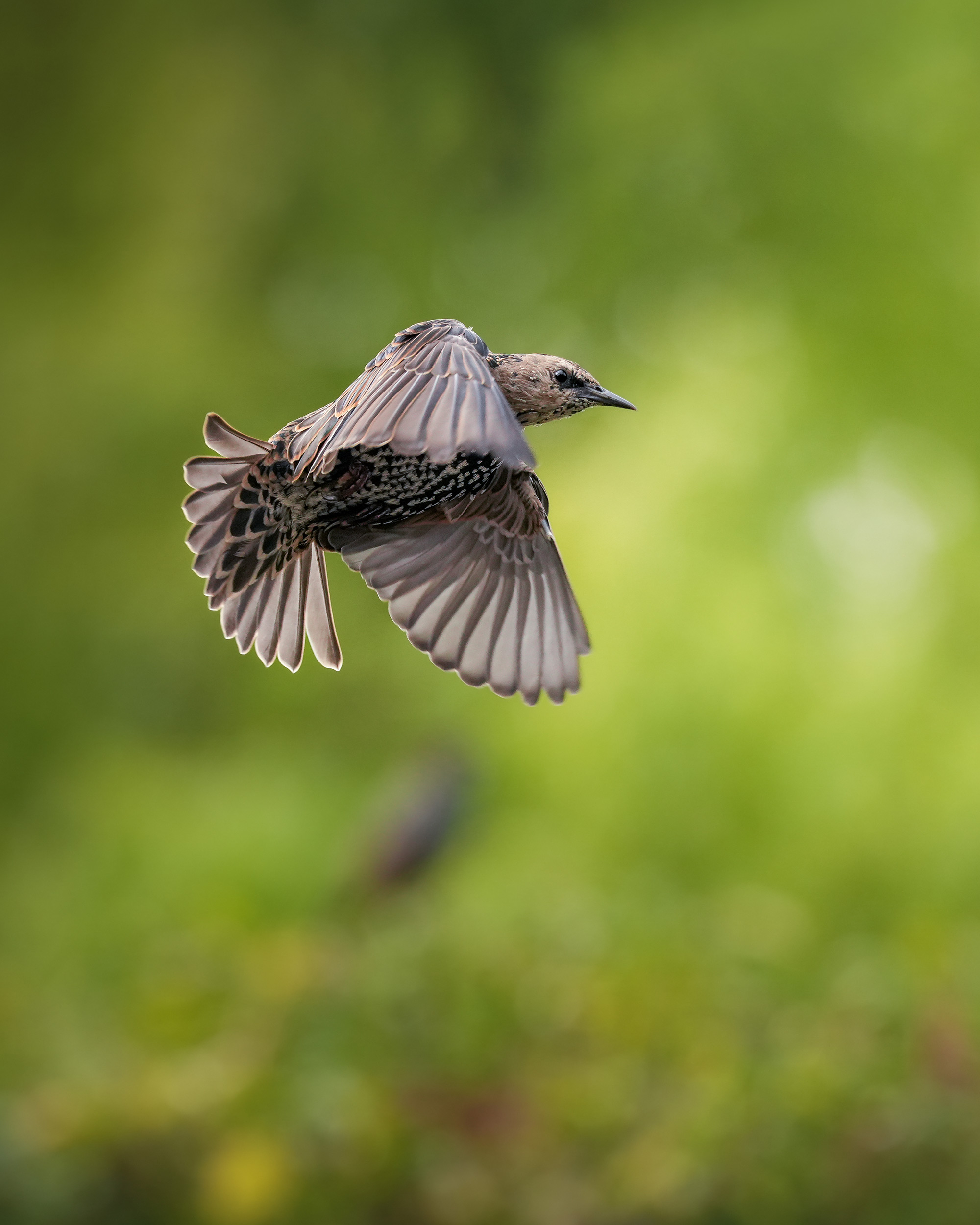 a-brown-bird-in-mid-flight.jpg