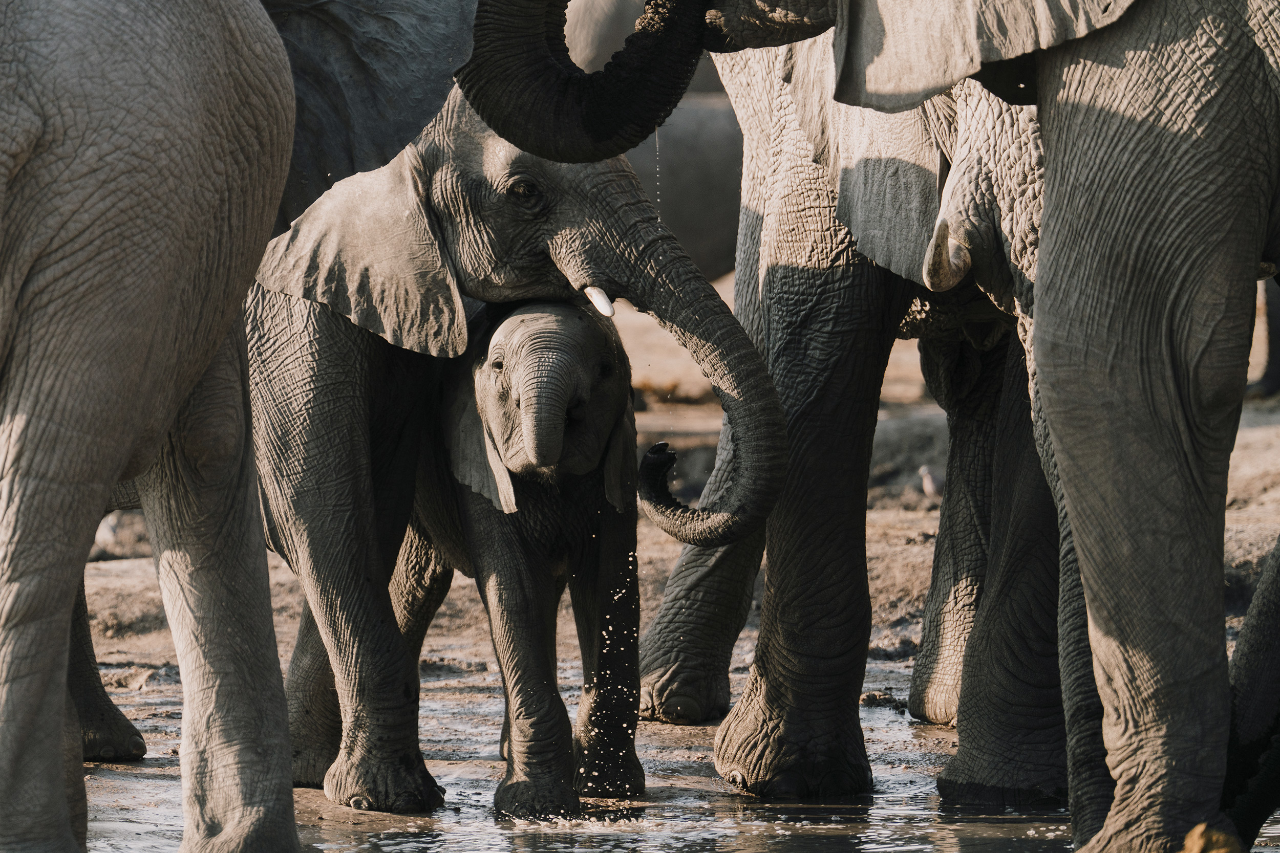 group-of-elephants-huddled-together.jpg